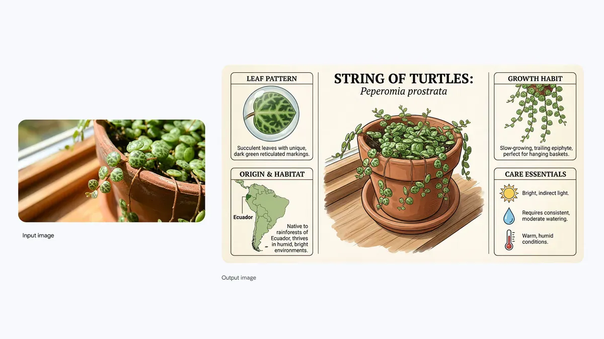 Structured plant care infographic with clear labels and illustrated details