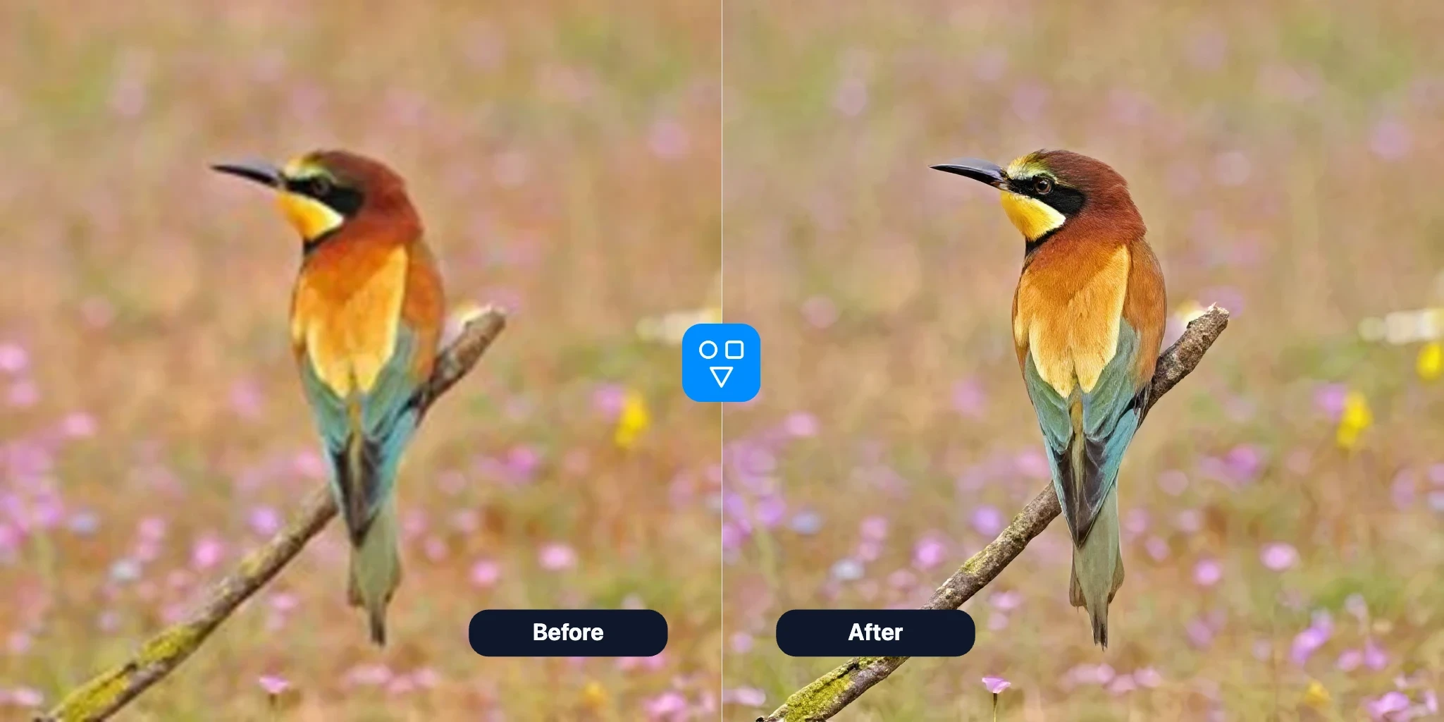 Restore image settings example